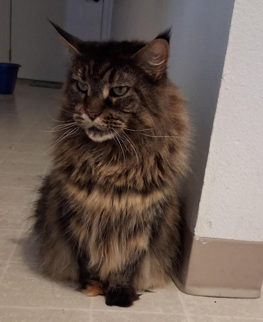 Enlarge Callie, a ADOPTABLE mixed breed in Denver, CO image 4/4