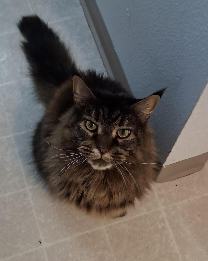 Enlarge Callie, a ADOPTABLE mixed breed in Denver, CO image 2/4