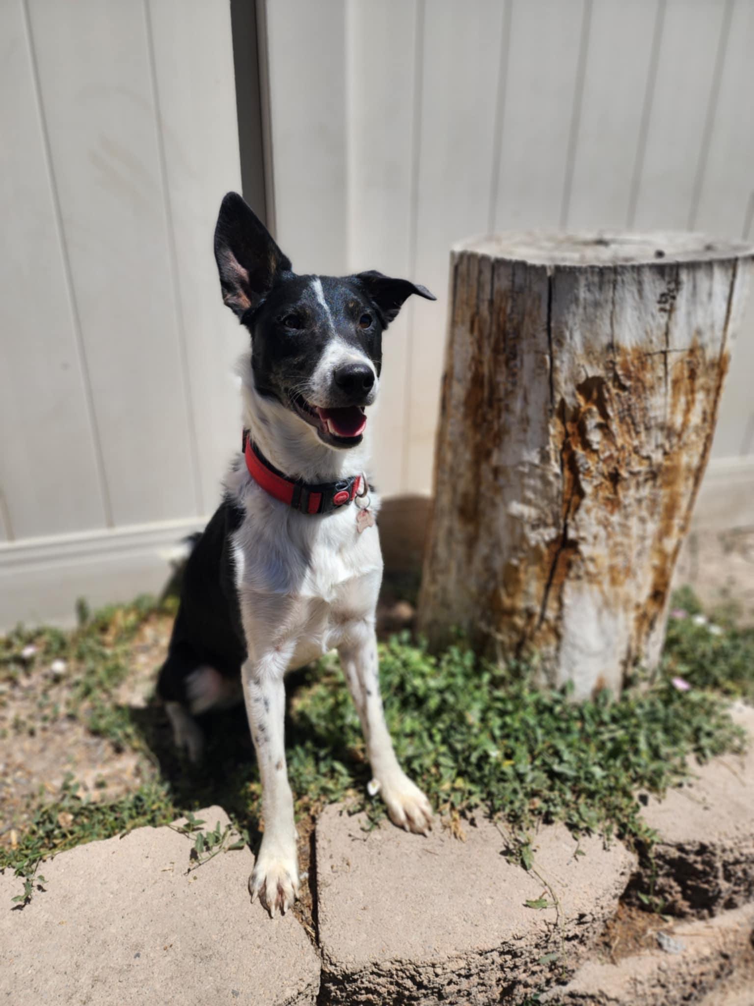 Walnut (Wally), an adoptable Border Collie, Australian Kelpie in West Valley, UT, 84120 | Photo Image 2