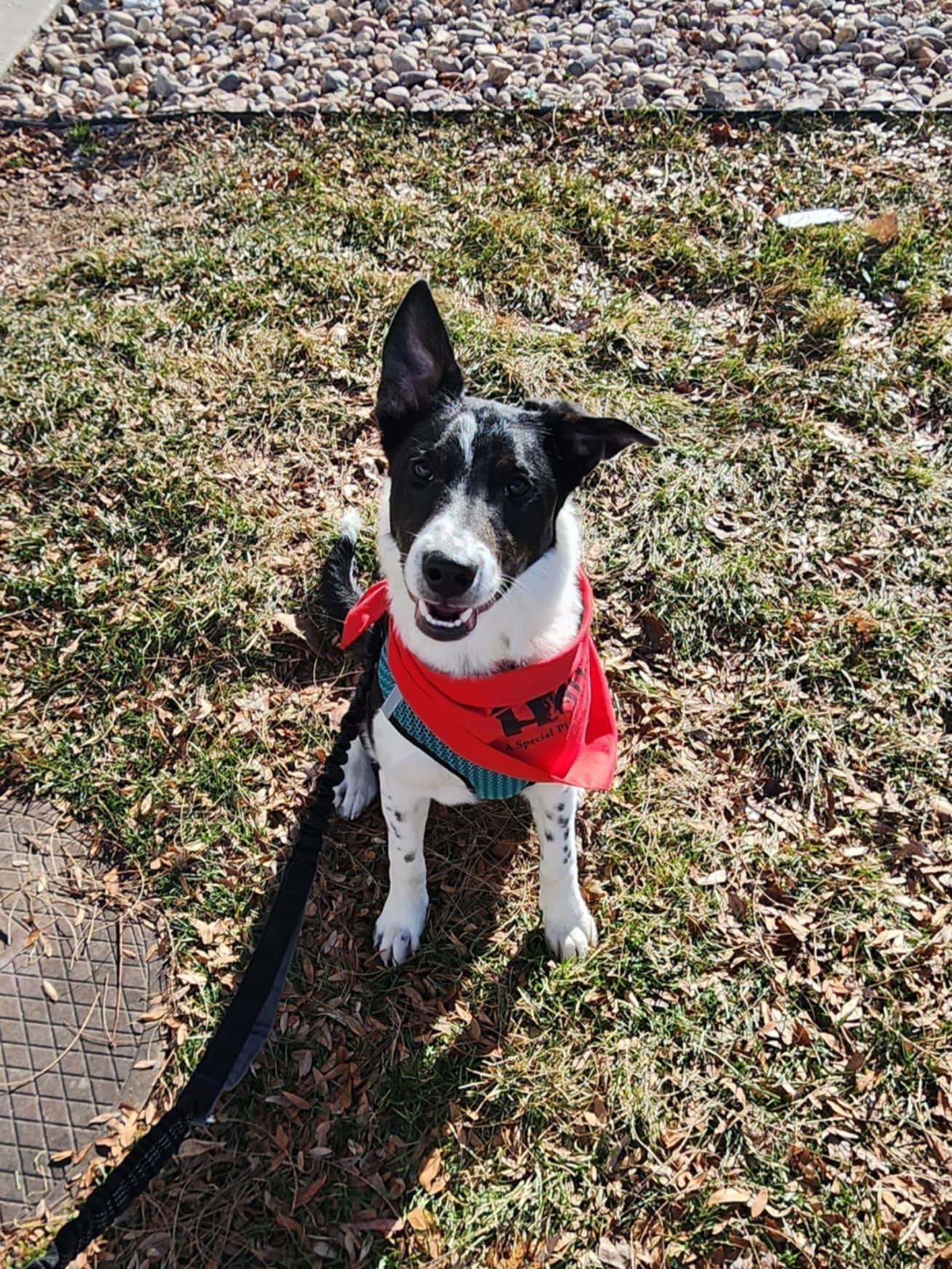 Walnut (Wally), a Adoptable mixed breed in Clinton, UT image 1/4