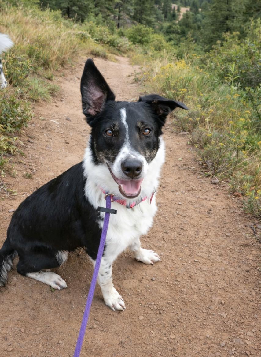 Enlarge Walnut (Wally), a Adoptable mixed breed in Clinton, UT image 1/5