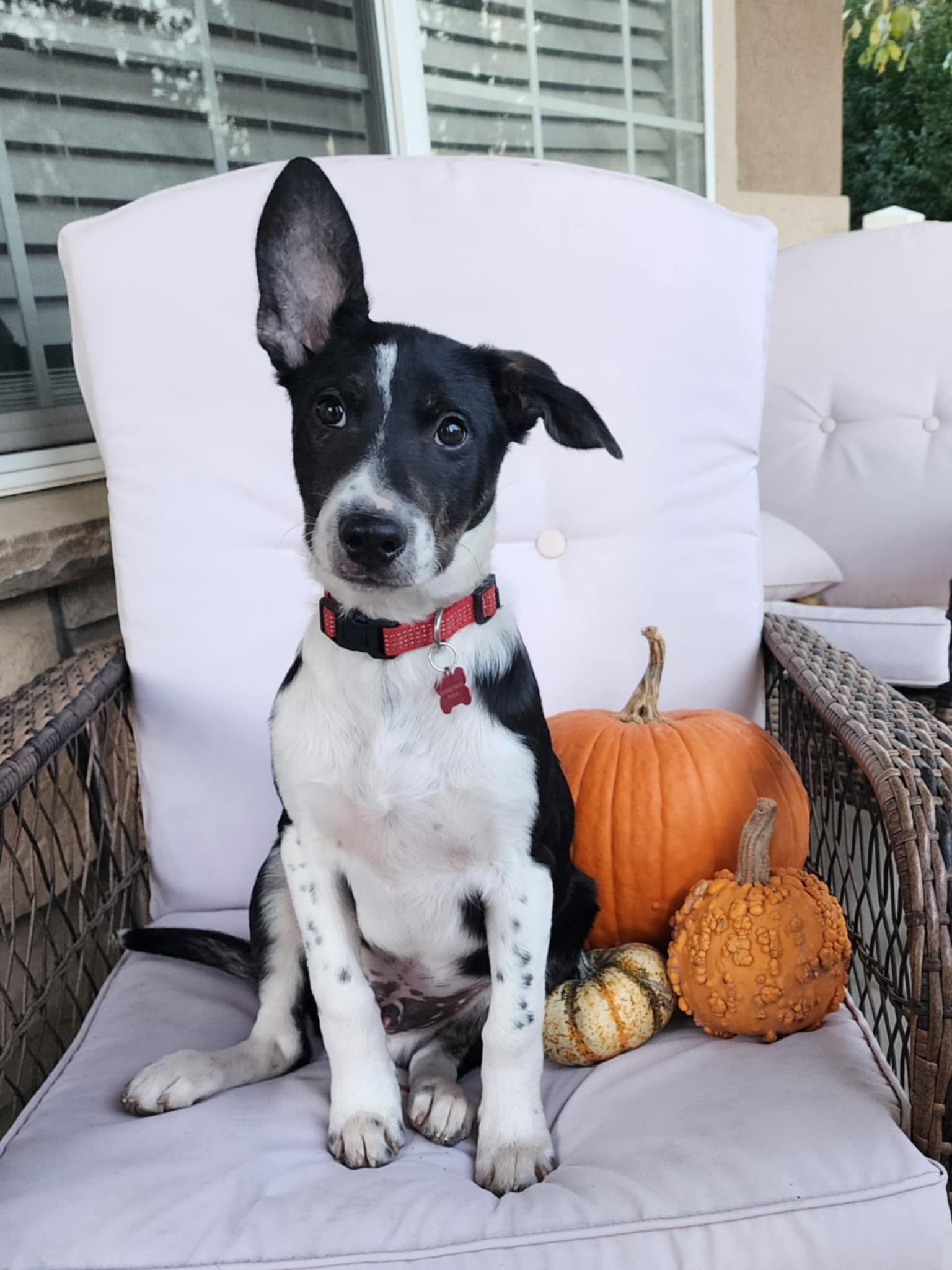 Walnut (Wally), an adoptable Border Collie, Australian Kelpie in West Valley, UT, 84120 | Photo Image 3