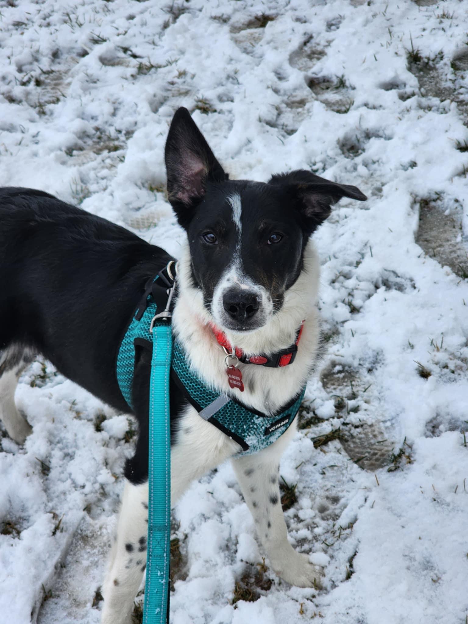 Walnut (Wally), a Adoptable mixed breed in Clinton, UT image 4/4