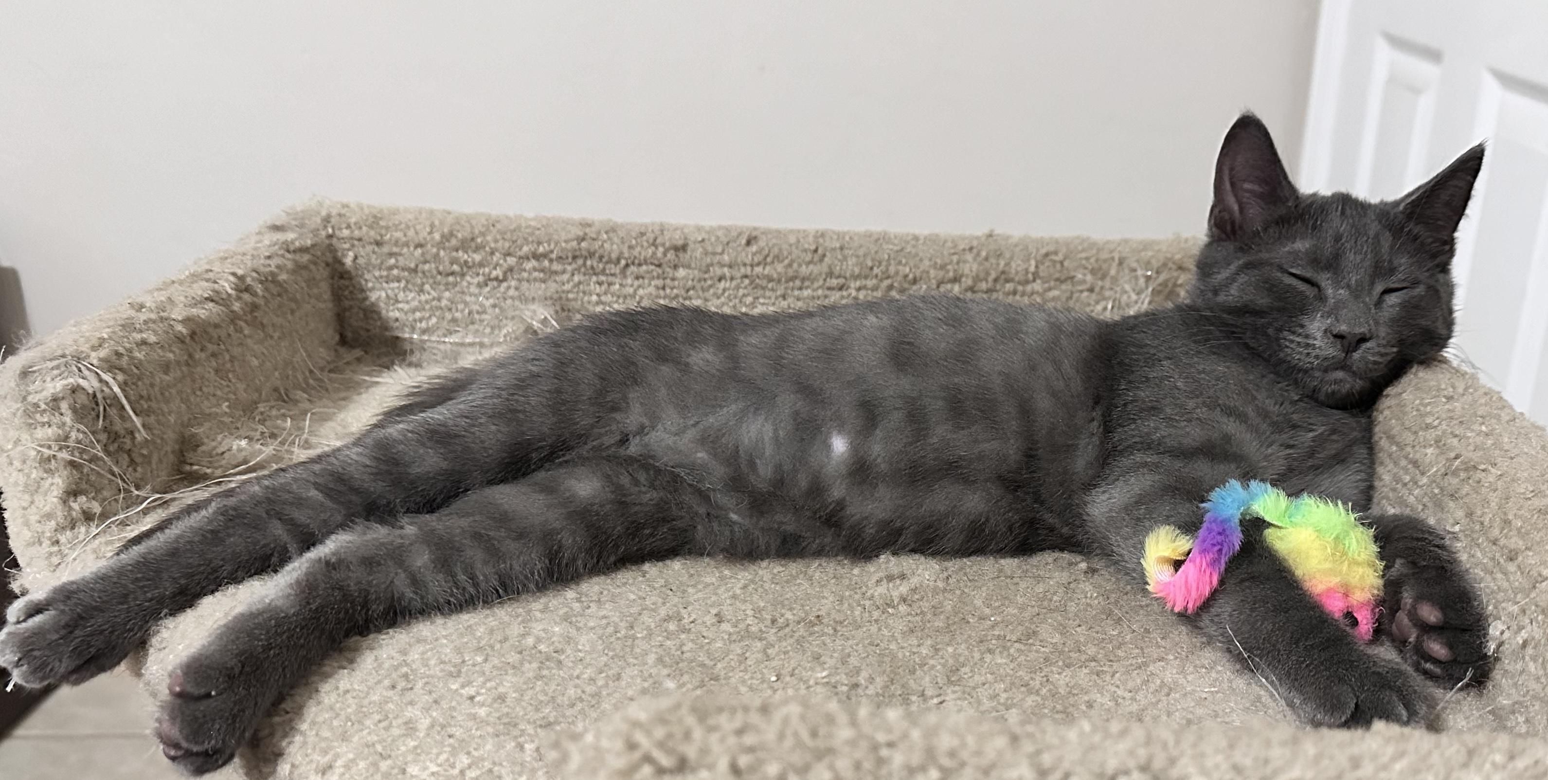 Enlarge Sealy, a Adopted Domestic Short Hair in Palm Coast, FL image 2/5