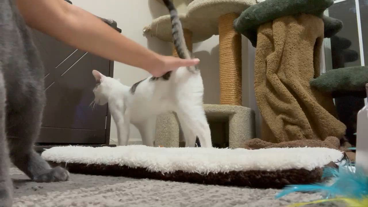 Enlarge Sealy, a Adopted Domestic Short Hair in Palm Coast, FL video 4/5