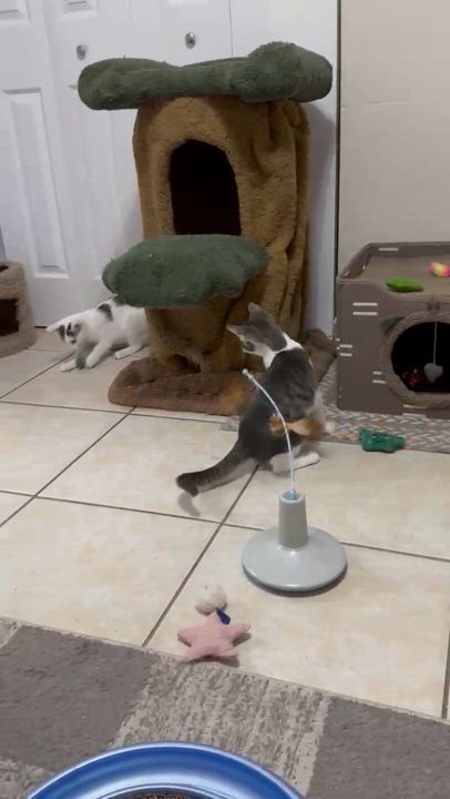 Enlarge Sealy, a Adopted Domestic Short Hair in Palm Coast, FL video 5/5