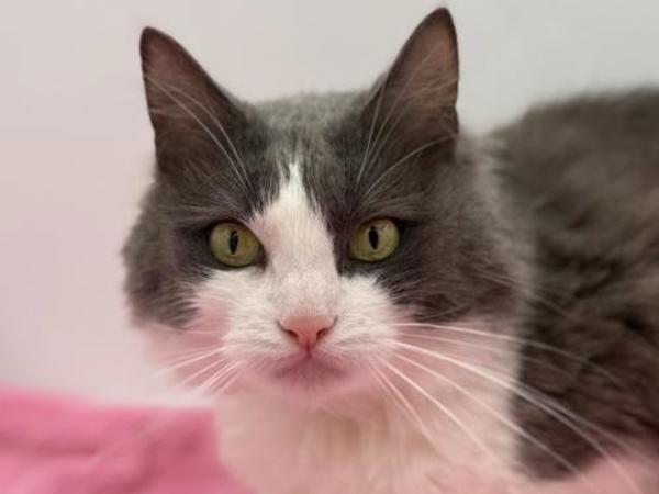 Enlarge Nova, a Adoptable mixed breed in Portland, OR image 1/1