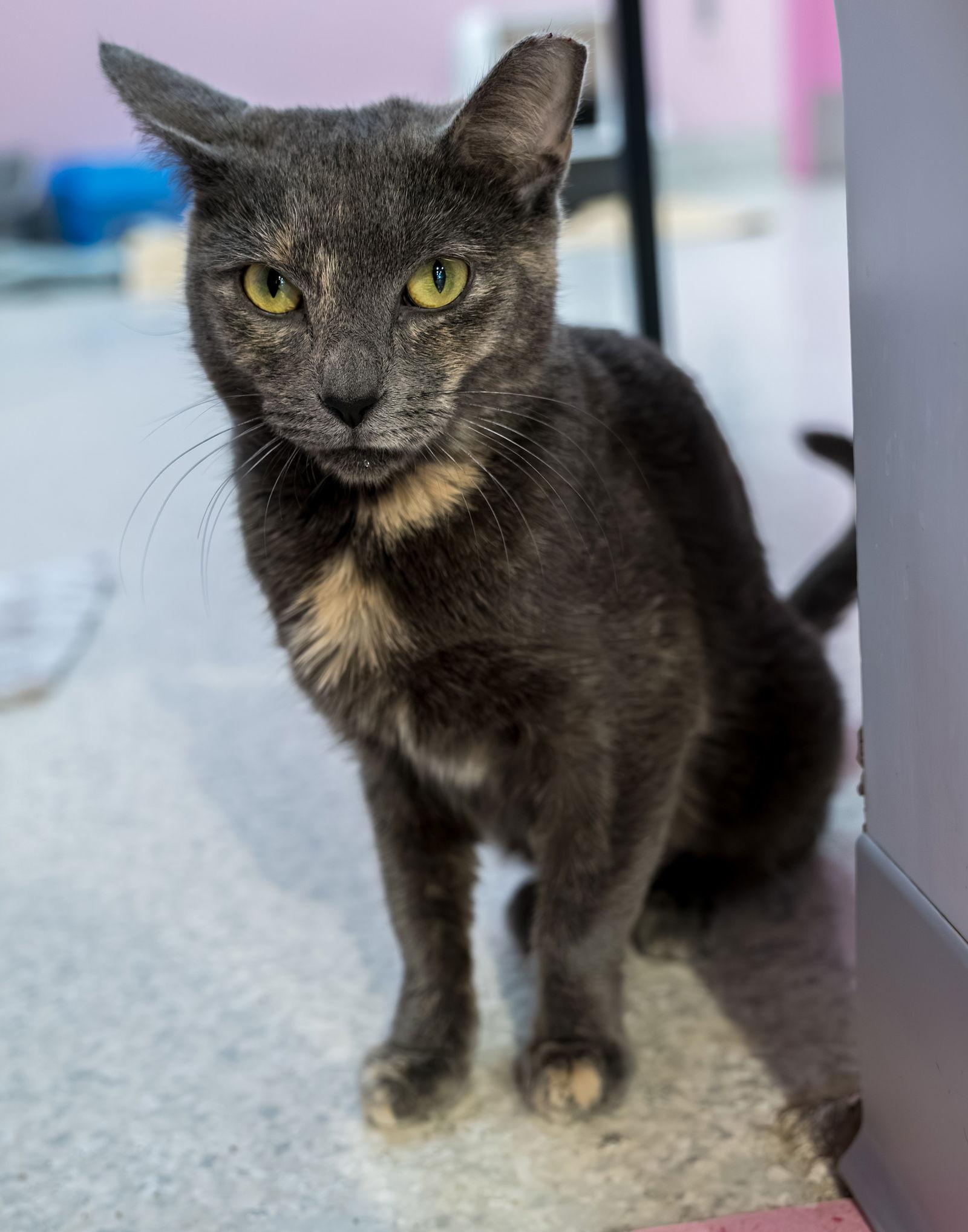 Purrlina Mae - KBC — thumbnail 2