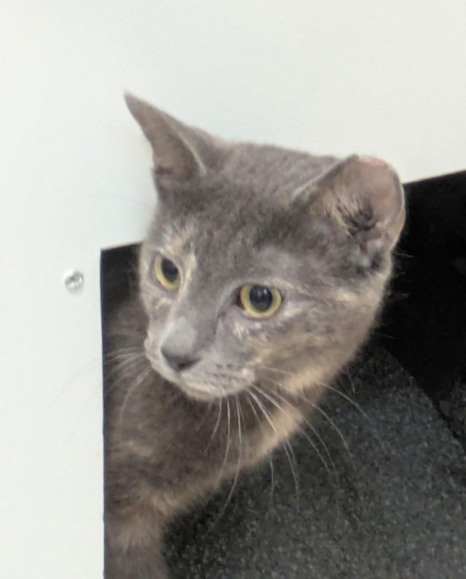 Purrlina Mae - KBC — thumbnail 3