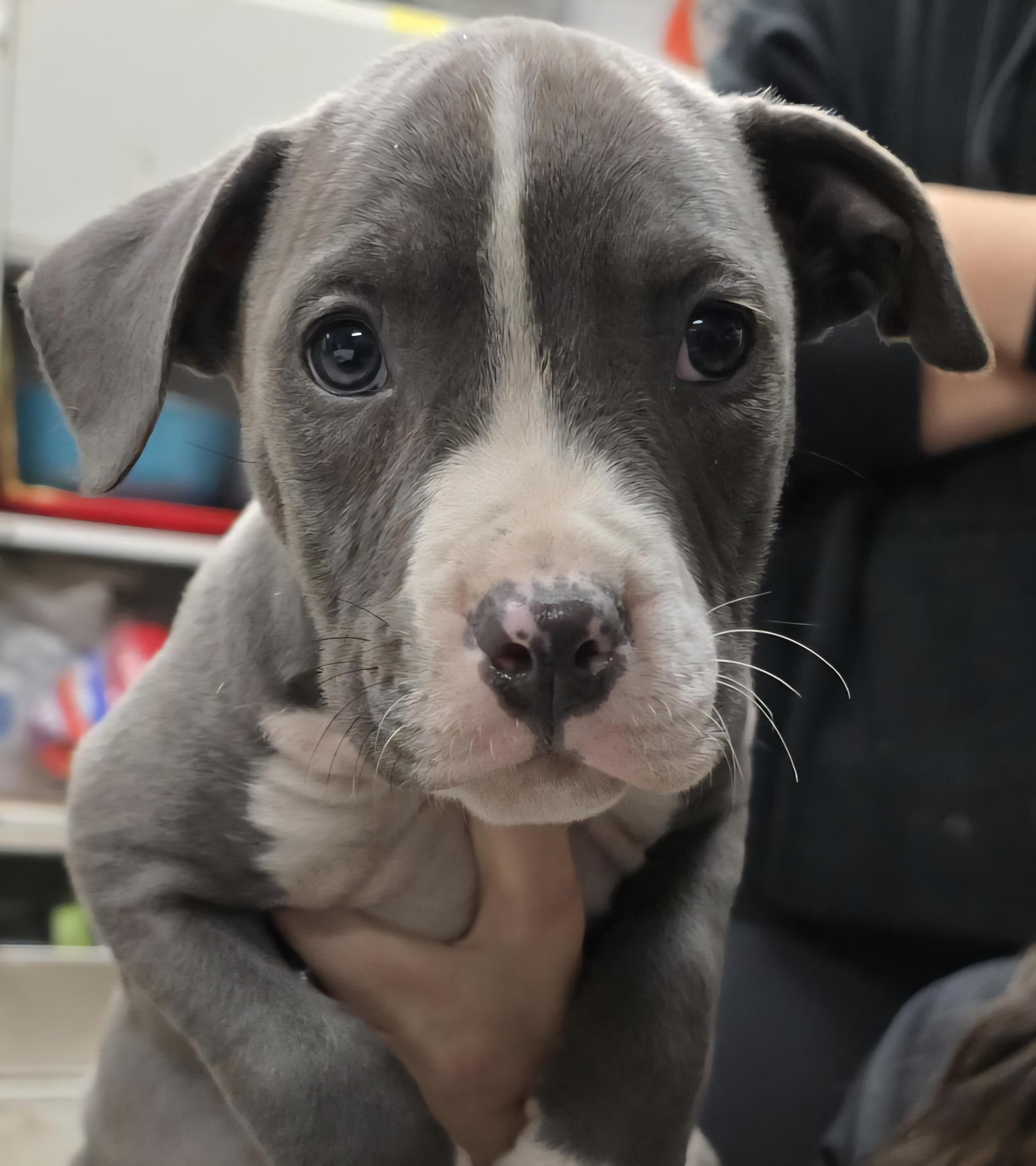 Enlarge Bo, a ADOPTABLE mixed breed in Elwood, NJ image 2/2