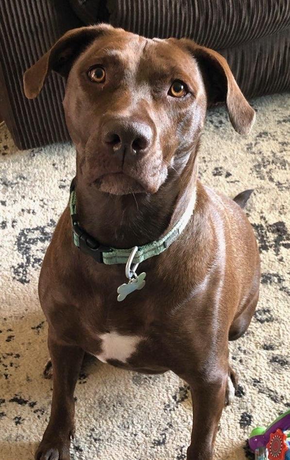 Remi, Adopted, Adult Male Labrador Retriever & Pit Bull Terrier.