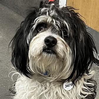 Mikey, Adoptable, Young Male Shih Tzu.