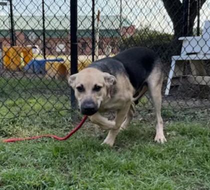 Booker, Adoptable, Puppy Male Labrador Retriever & Shepherd.