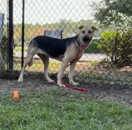 Booker, a Adoptable mixed breed in Conway, SC image 2/3