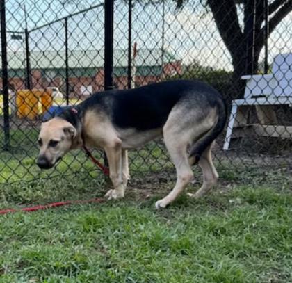 Booker, a Adoptable mixed breed in Conway, SC image 3/3