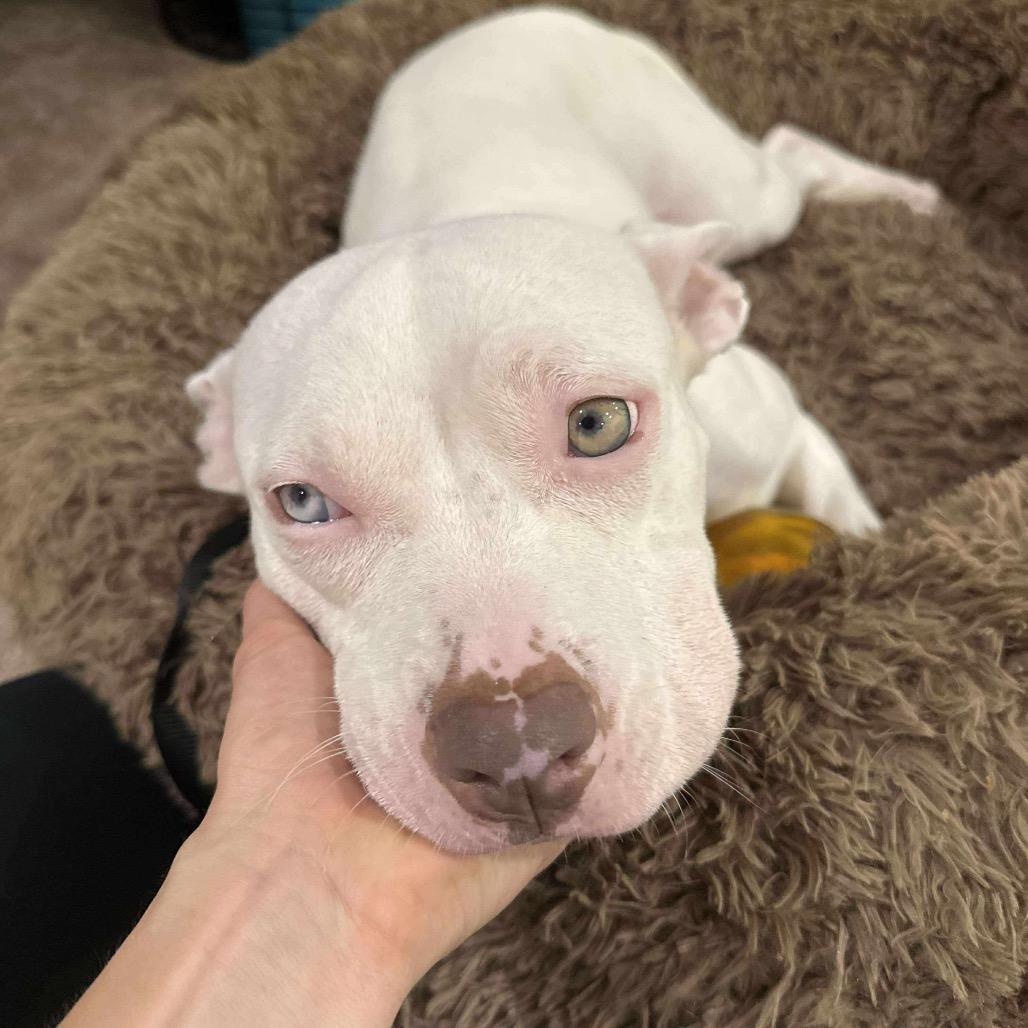 Iris 2, Adoptable, Adult Female Pit Bull Terrier.