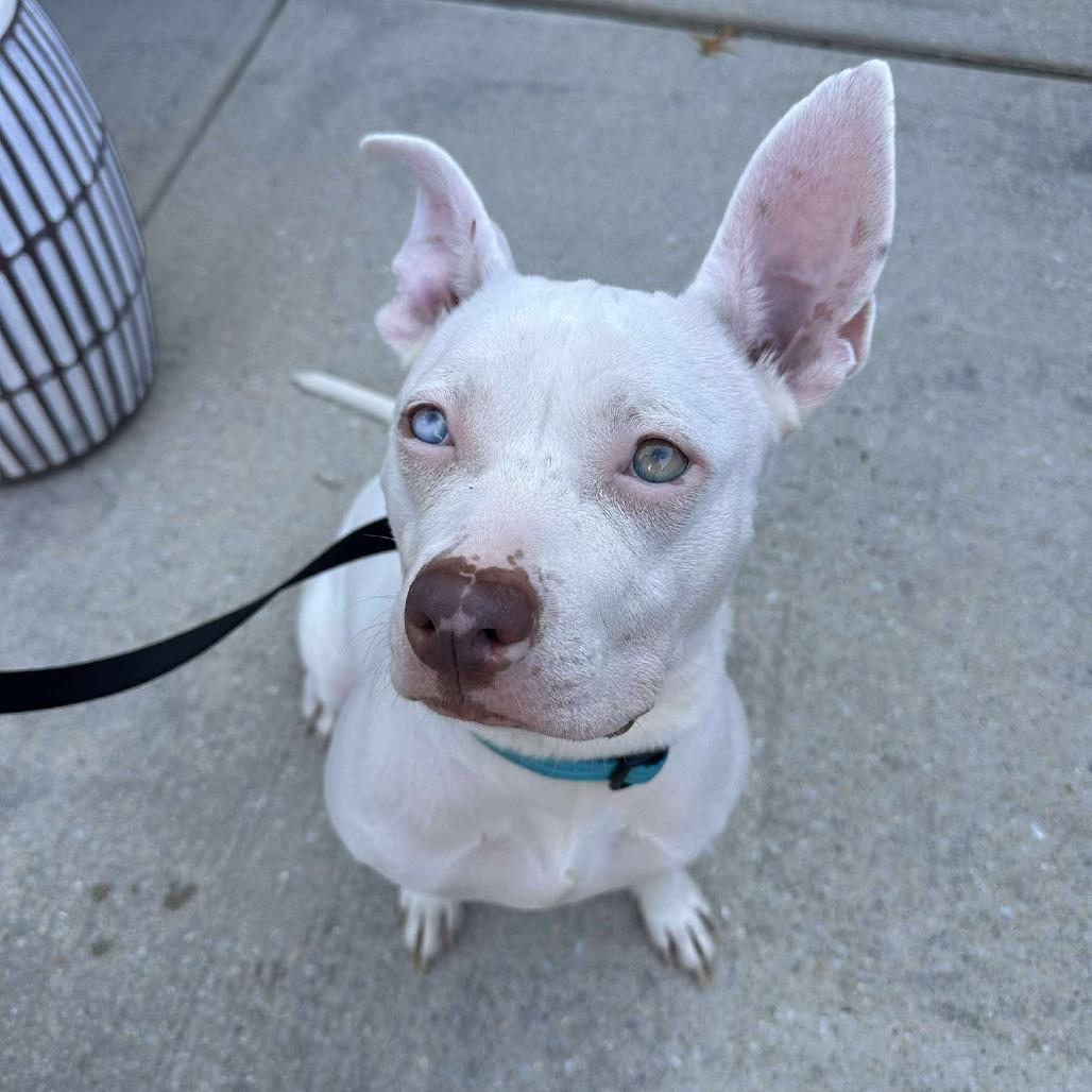 Enlarge Iris 2, a Adoptable mixed breed in Phoenix, MD image 2/3