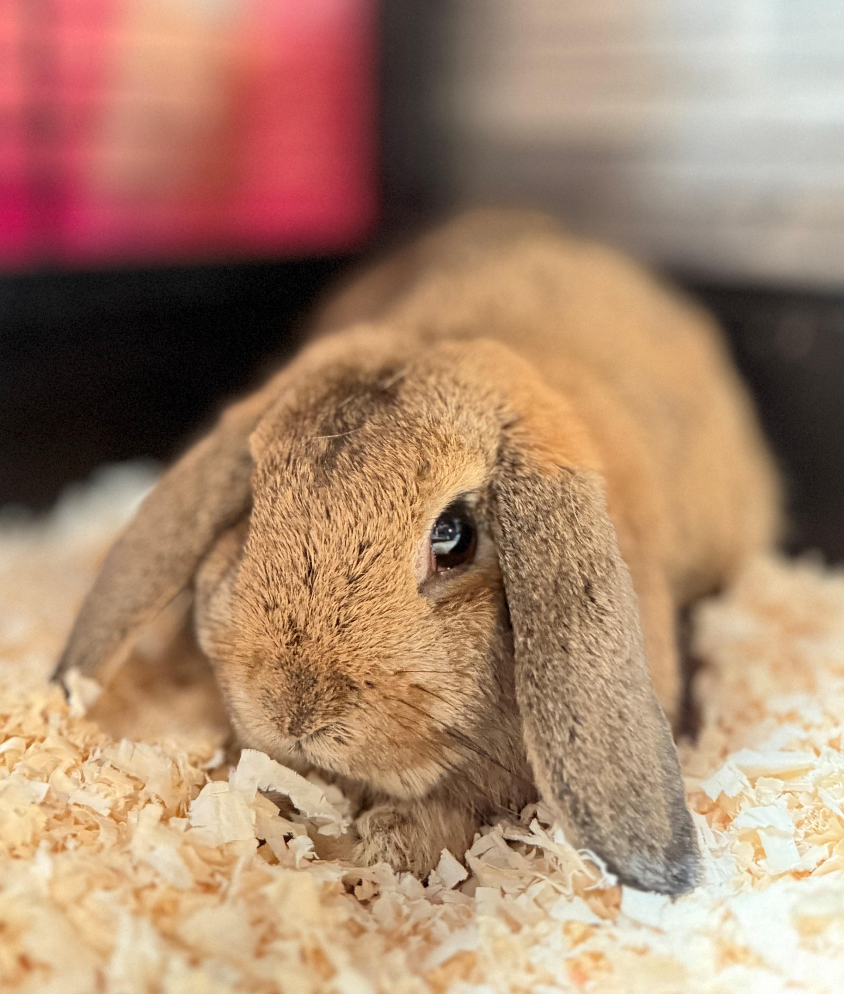 Enlarge Sorrel, an adoptable Holland Lop in Hamilton, ON image 2/3