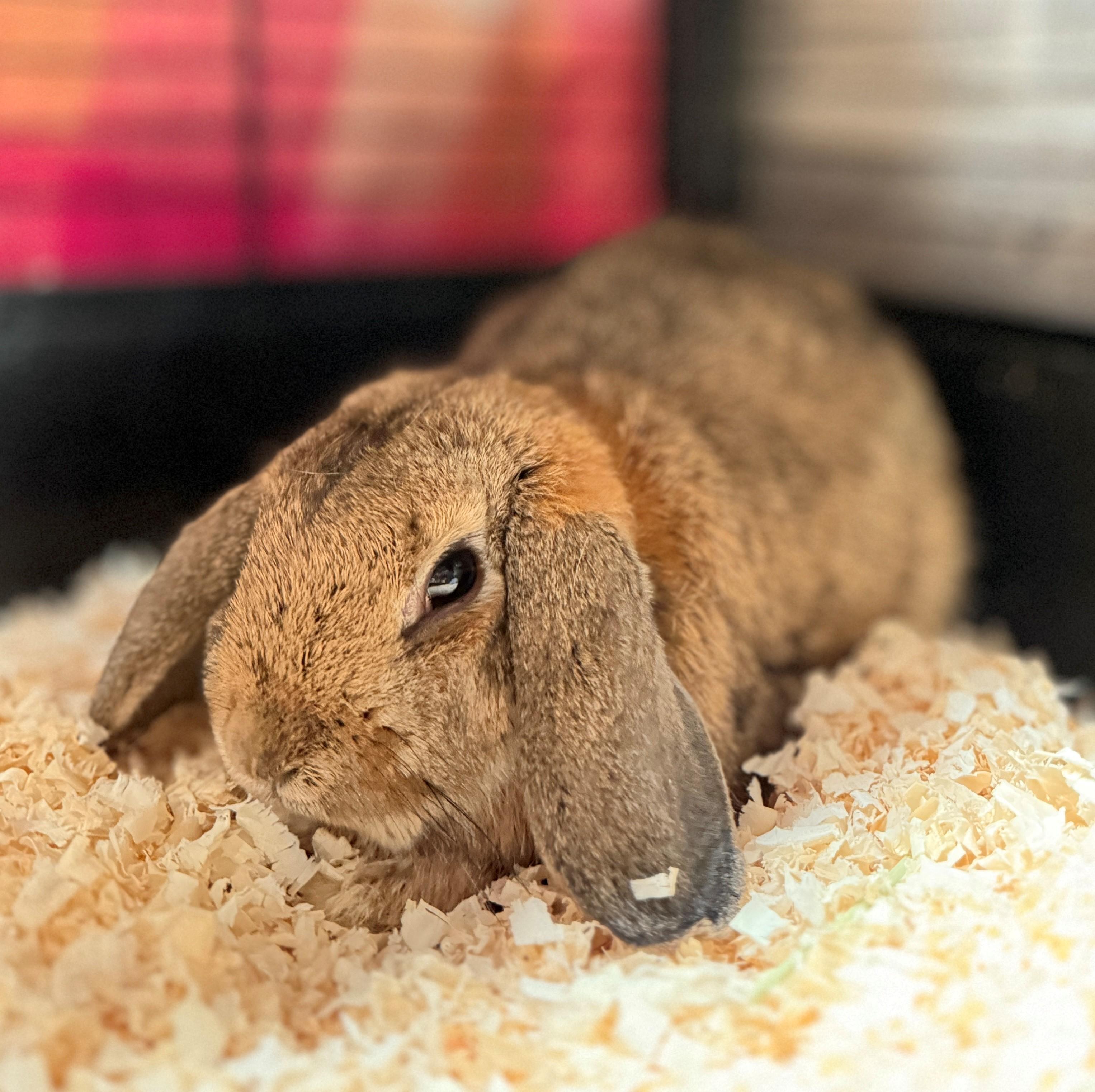 Enlarge Sorrel, an adoptable Holland Lop in Hamilton, ON image 3/3