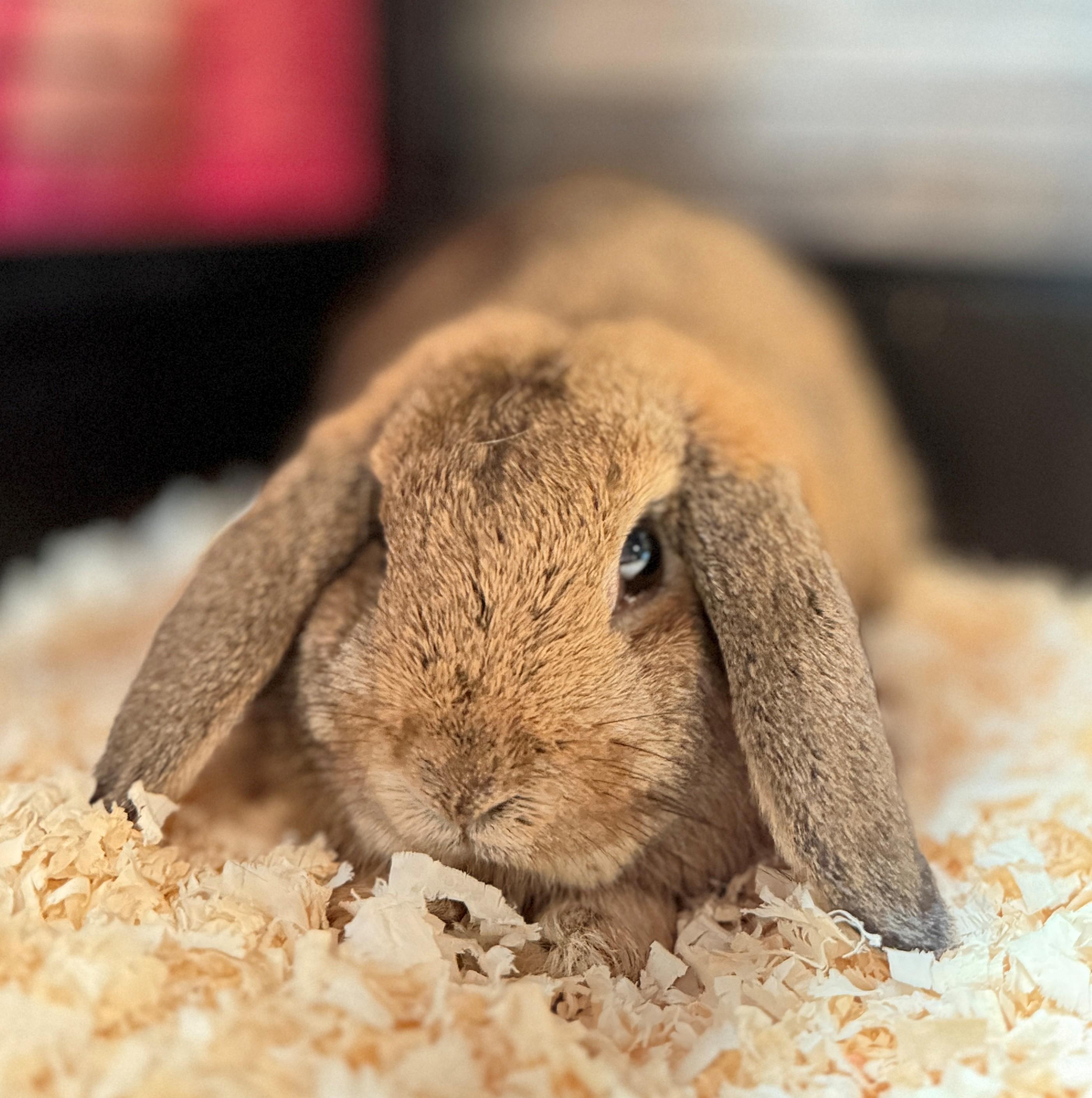 Sorrel, adoptable, Adult Male Holland Lop.