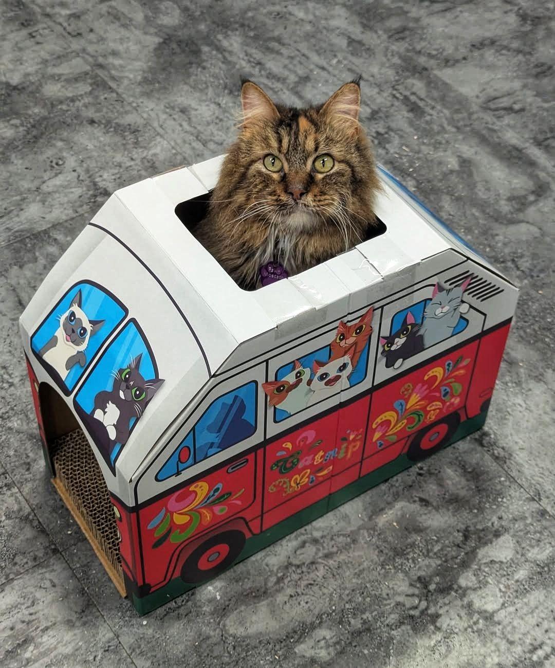 Fawn Moscato - Purrmanent Resident, a ADOPTABLE Domestic Medium Hair in Grand Rapids, MI image 1/6