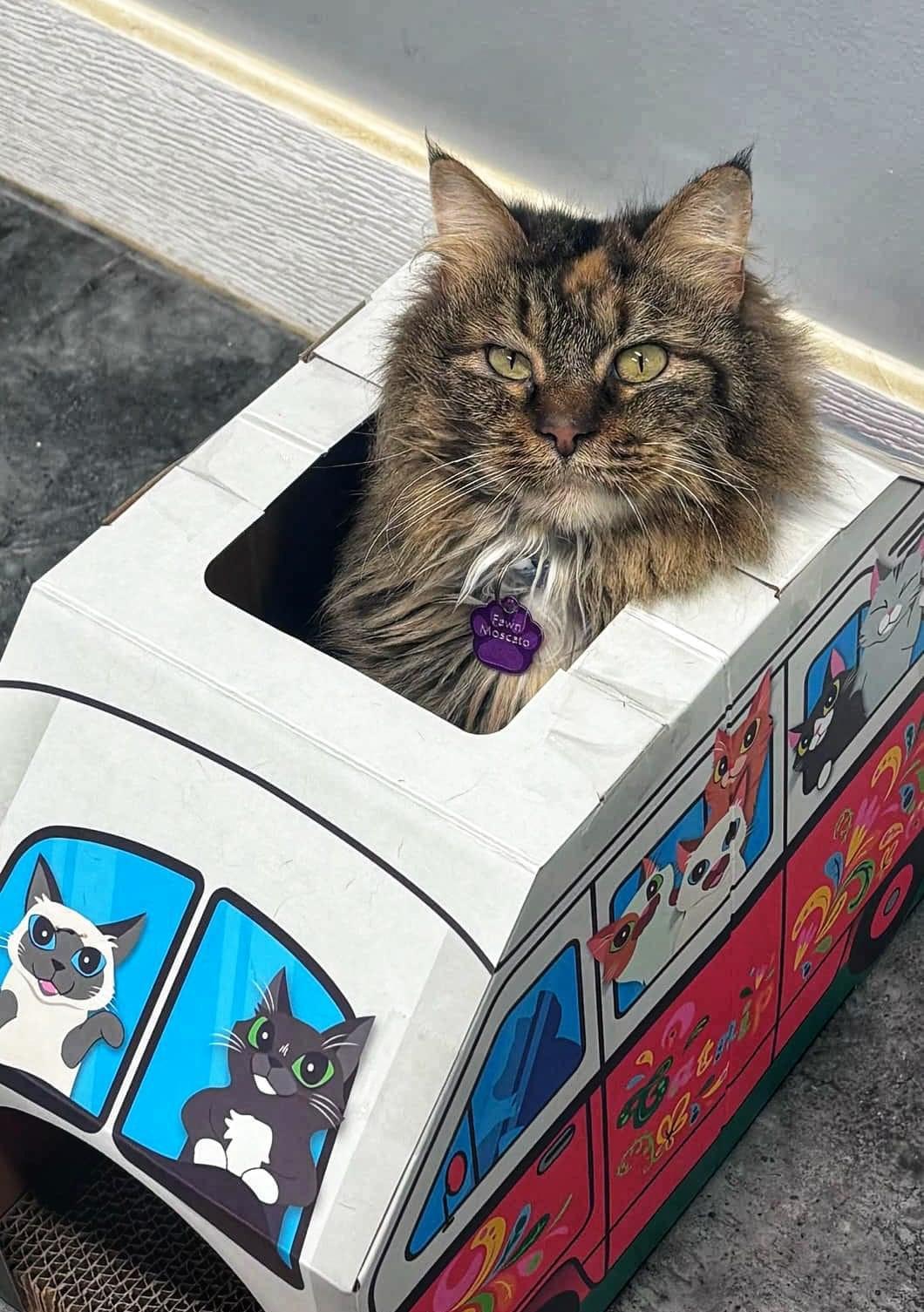 Fawn Moscato - Purrmanent Resident, a ADOPTABLE Domestic Medium Hair in Grand Rapids, MI image 5/6