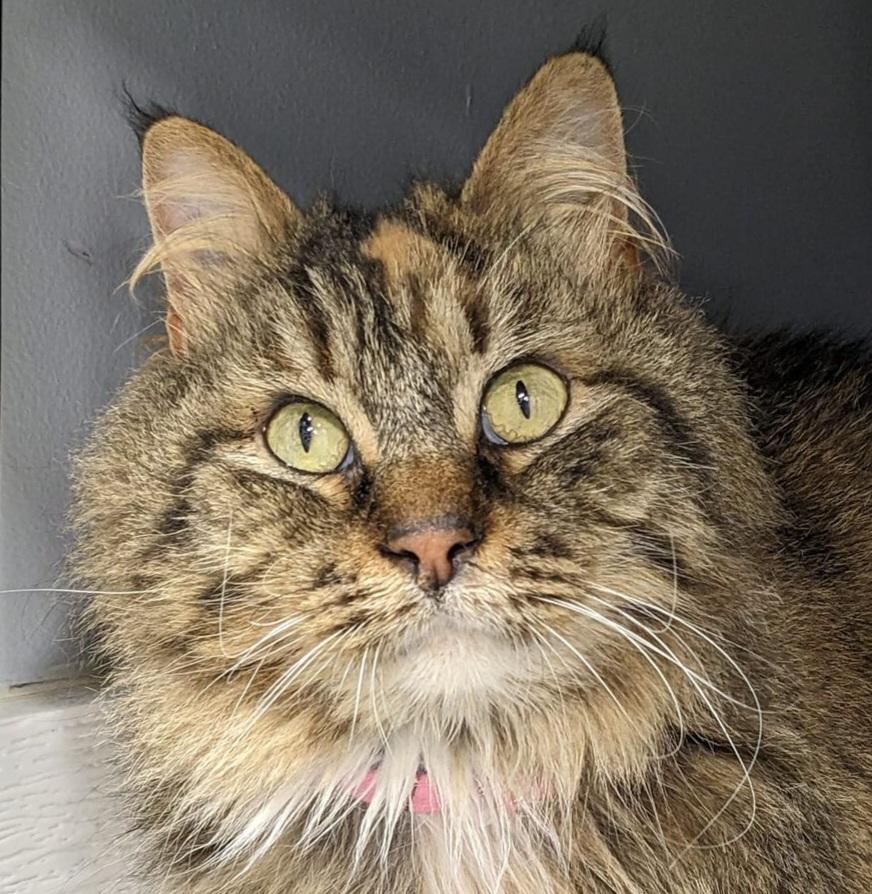 Fawn Moscato - Purrmanent Resident, a ADOPTABLE Domestic Medium Hair in Grand Rapids, MI image 2/6