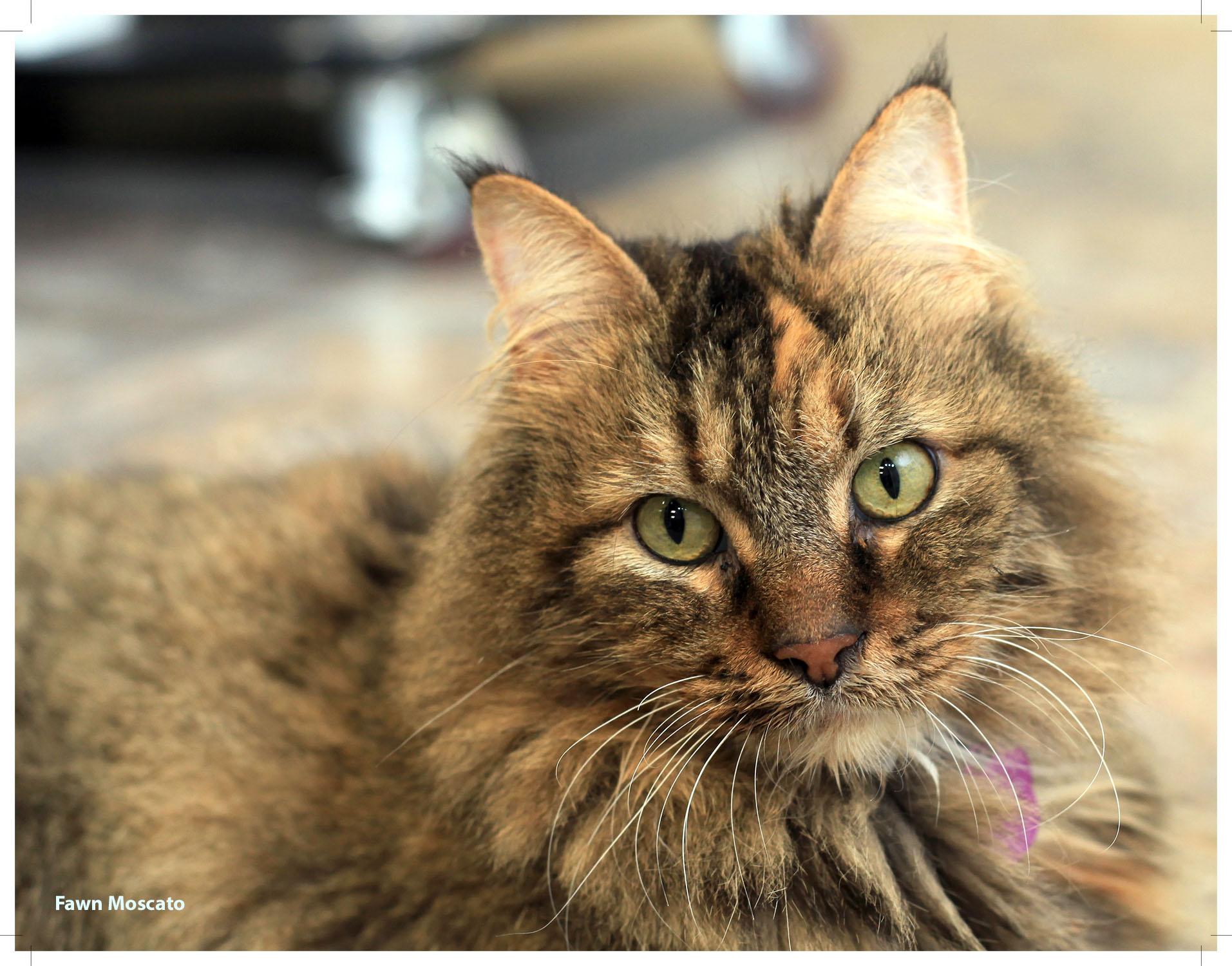 Fawn Moscato - Purrmanent Resident, a ADOPTABLE Domestic Medium Hair in Grand Rapids, MI image 4/6