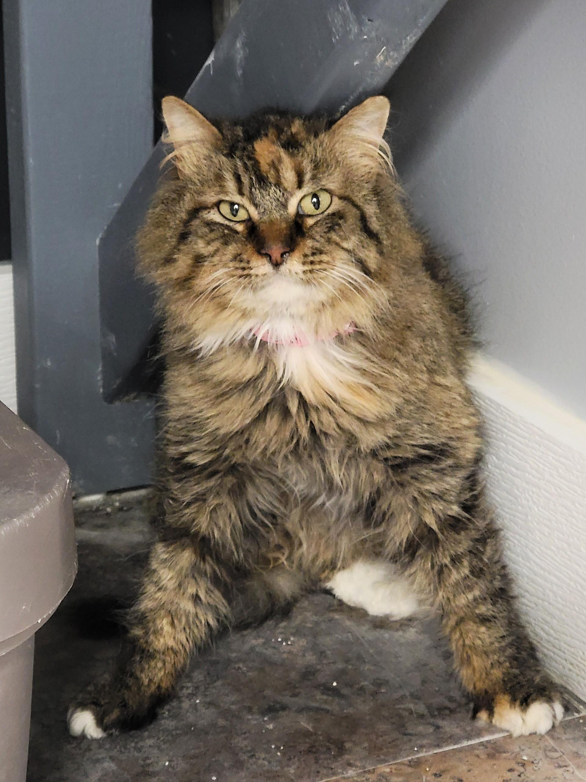 Fawn Moscato - Purrmanent Resident, a ADOPTABLE Domestic Medium Hair in Grand Rapids, MI image 3/6