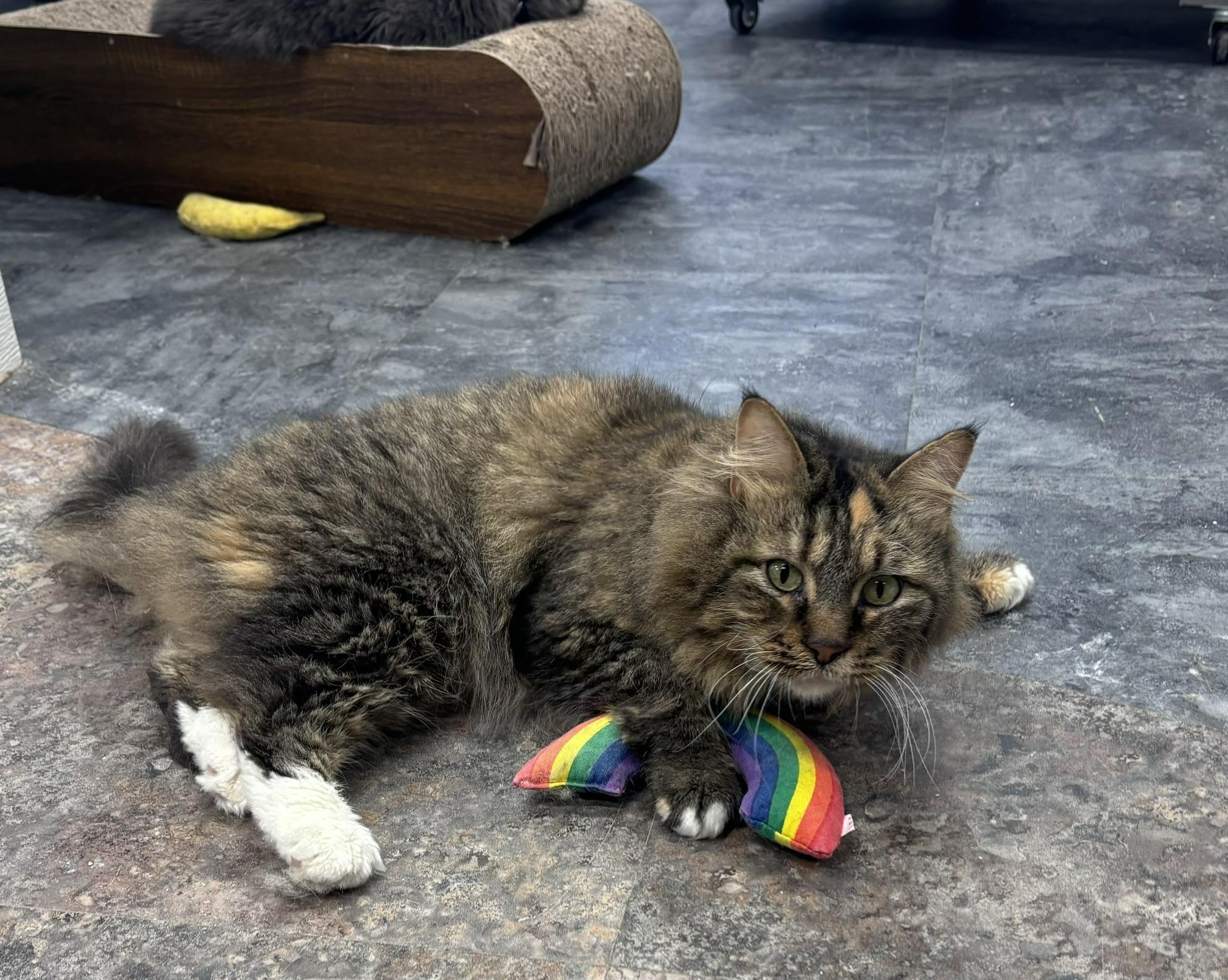 Fawn Moscato - Purrmanent Resident, a ADOPTABLE Domestic Medium Hair in Grand Rapids, MI image 6/6