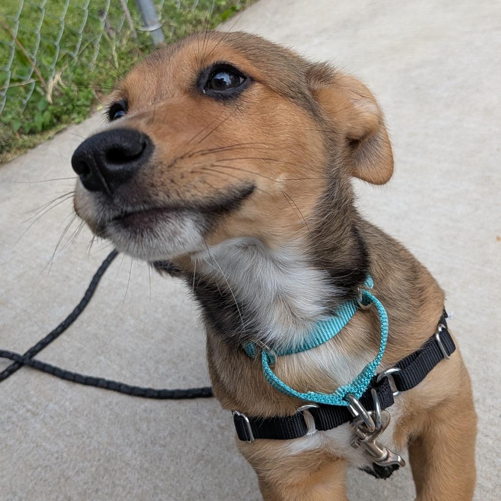 Subway, Adoptable, Puppy Male Mixed Breed.