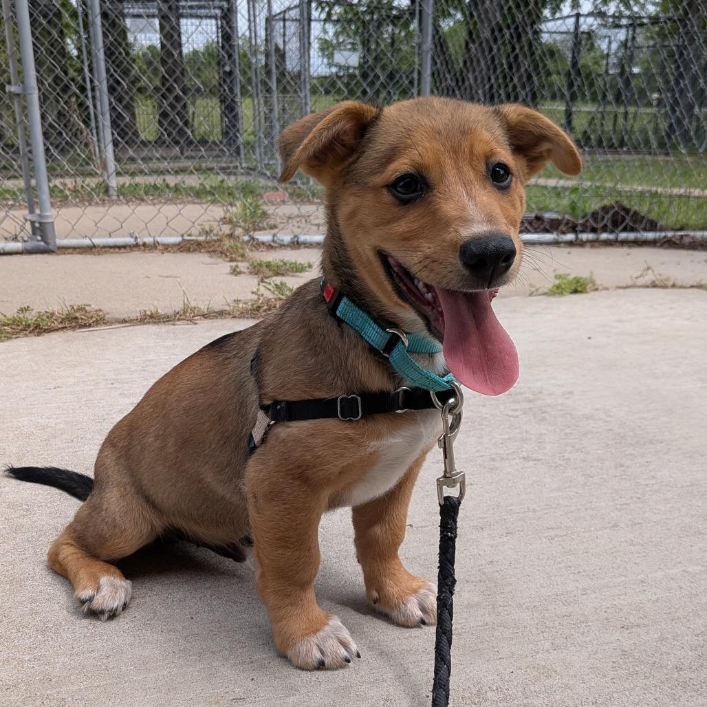 Enlarge Subway, a Adoptable Mixed Breed in Tulsa, OK image 2/6