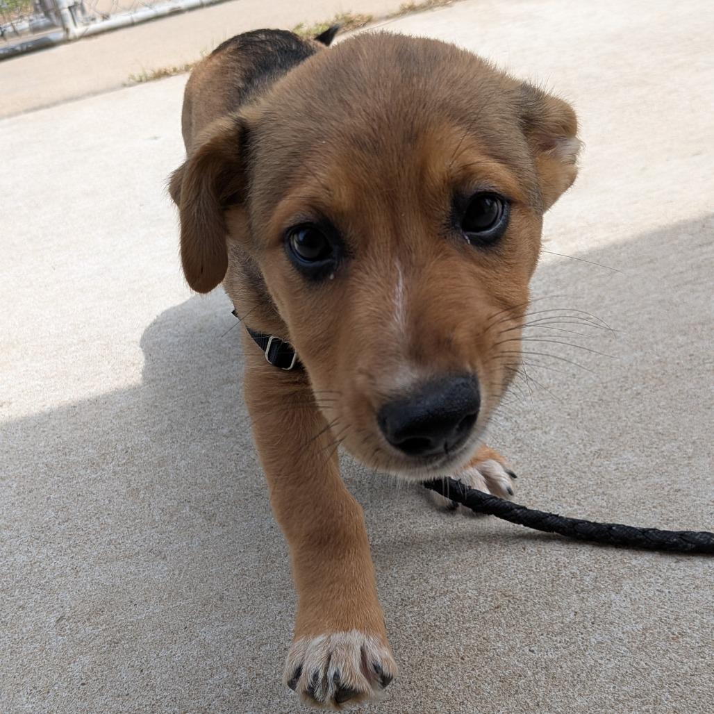 Enlarge Subway, a Adoptable Mixed Breed in Tulsa, OK image 4/6