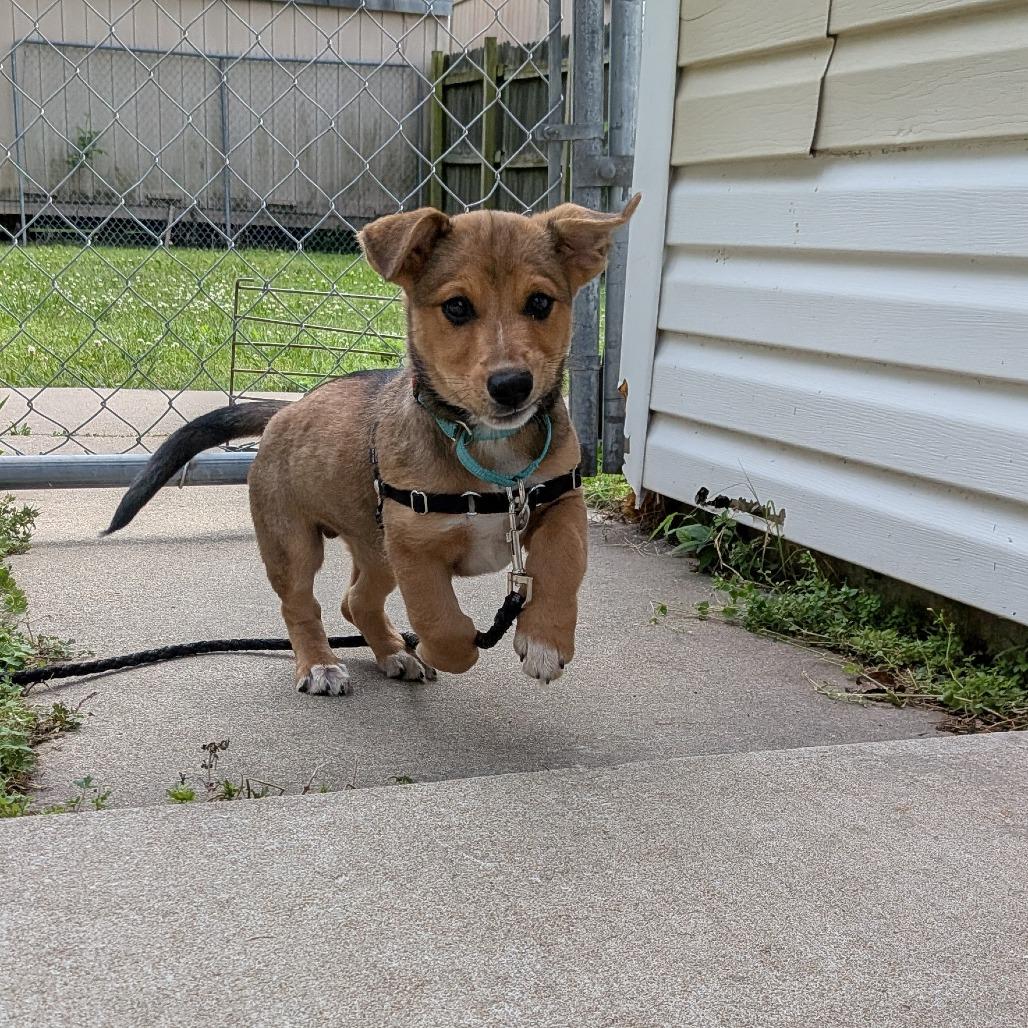 Enlarge Subway, a Adoptable Mixed Breed in Tulsa, OK image 5/6