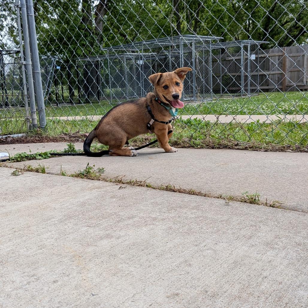 Enlarge Subway, a Adoptable Mixed Breed in Tulsa, OK image 6/6