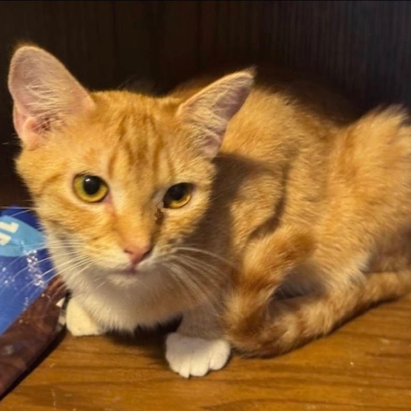 Rory, Adoptable, Kitten Female Domestic Short Hair.