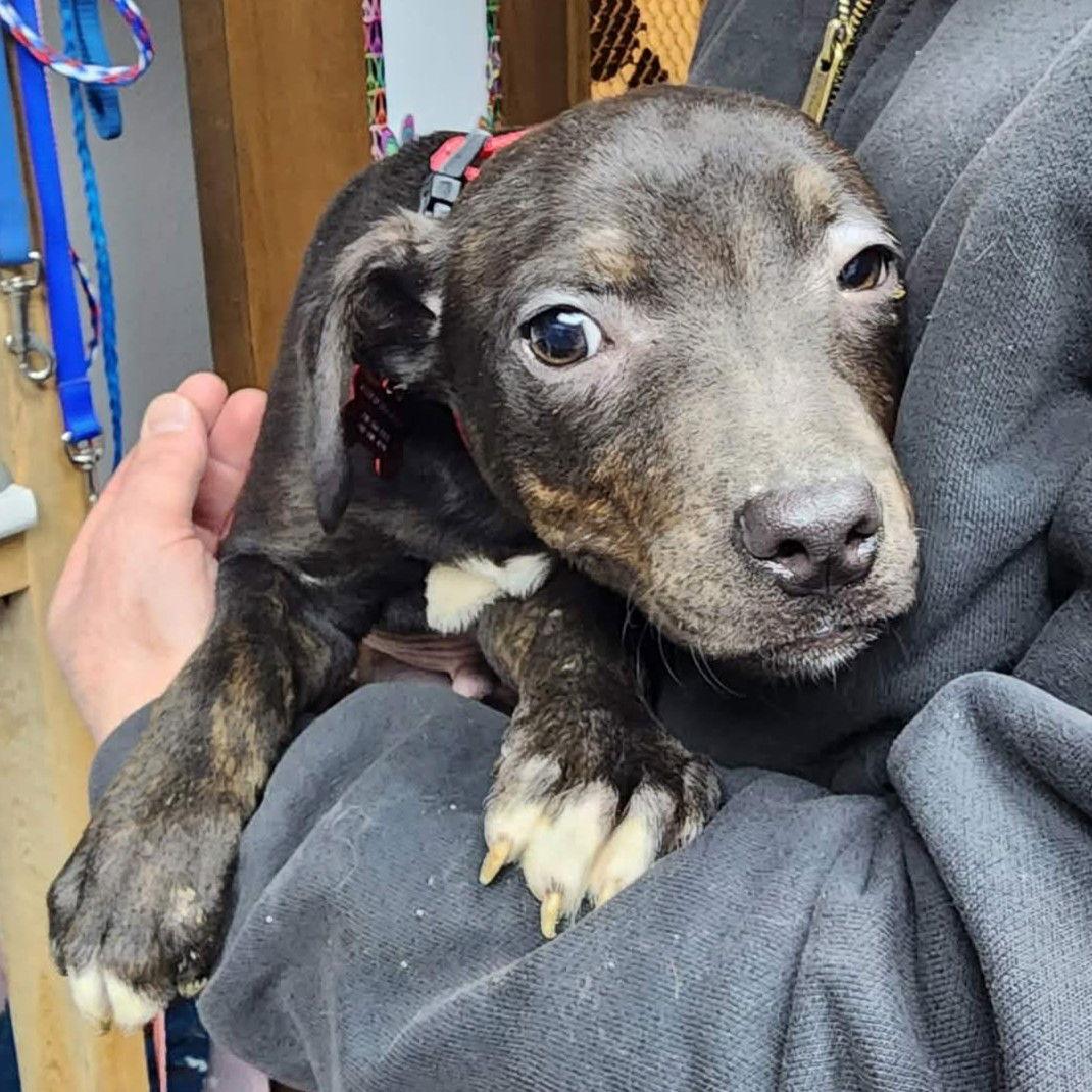 Enlarge Albertus, a Adoptable Pit Bull Terrier in Fargo, ND image 1/3