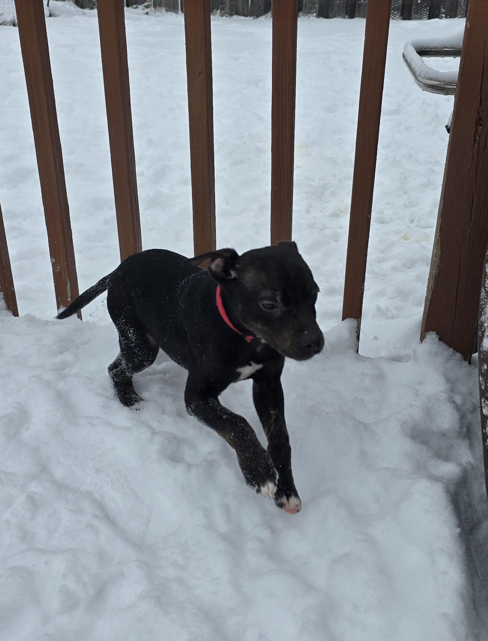 Enlarge Albertus, a Adoptable Pit Bull Terrier in Fargo, ND image 2/3