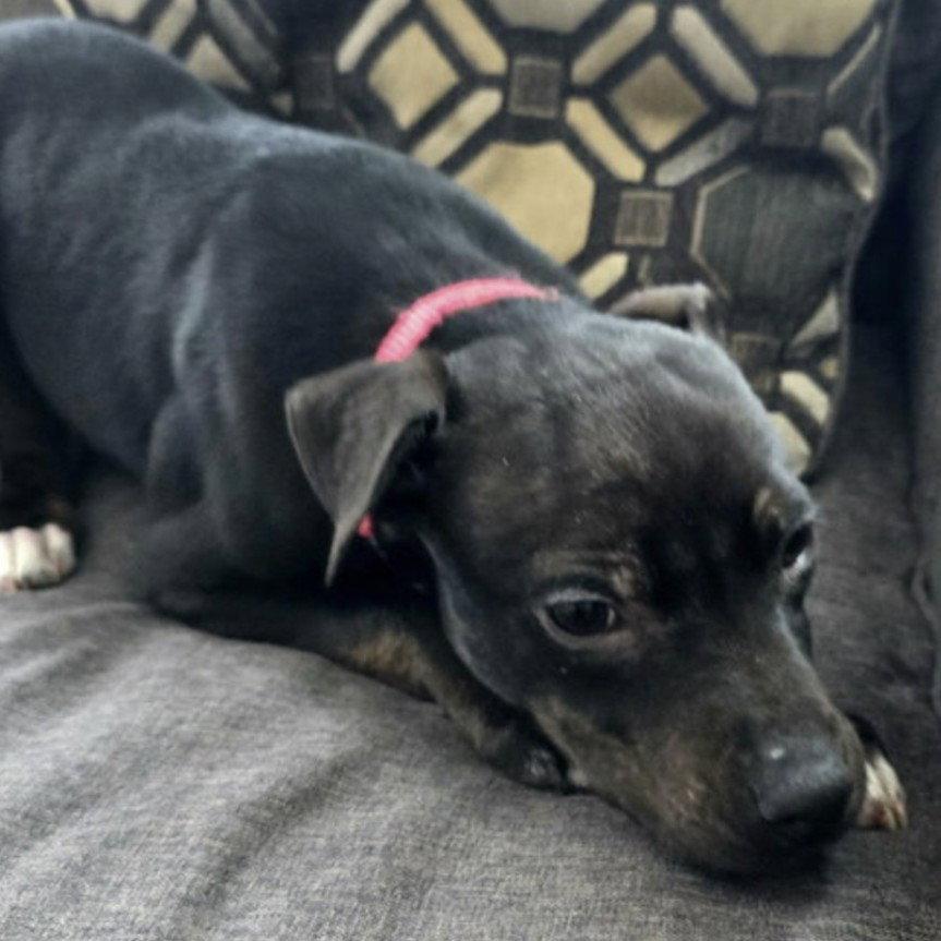 Enlarge Albertus, a Adoptable Pit Bull Terrier in Fargo, ND image 1/3