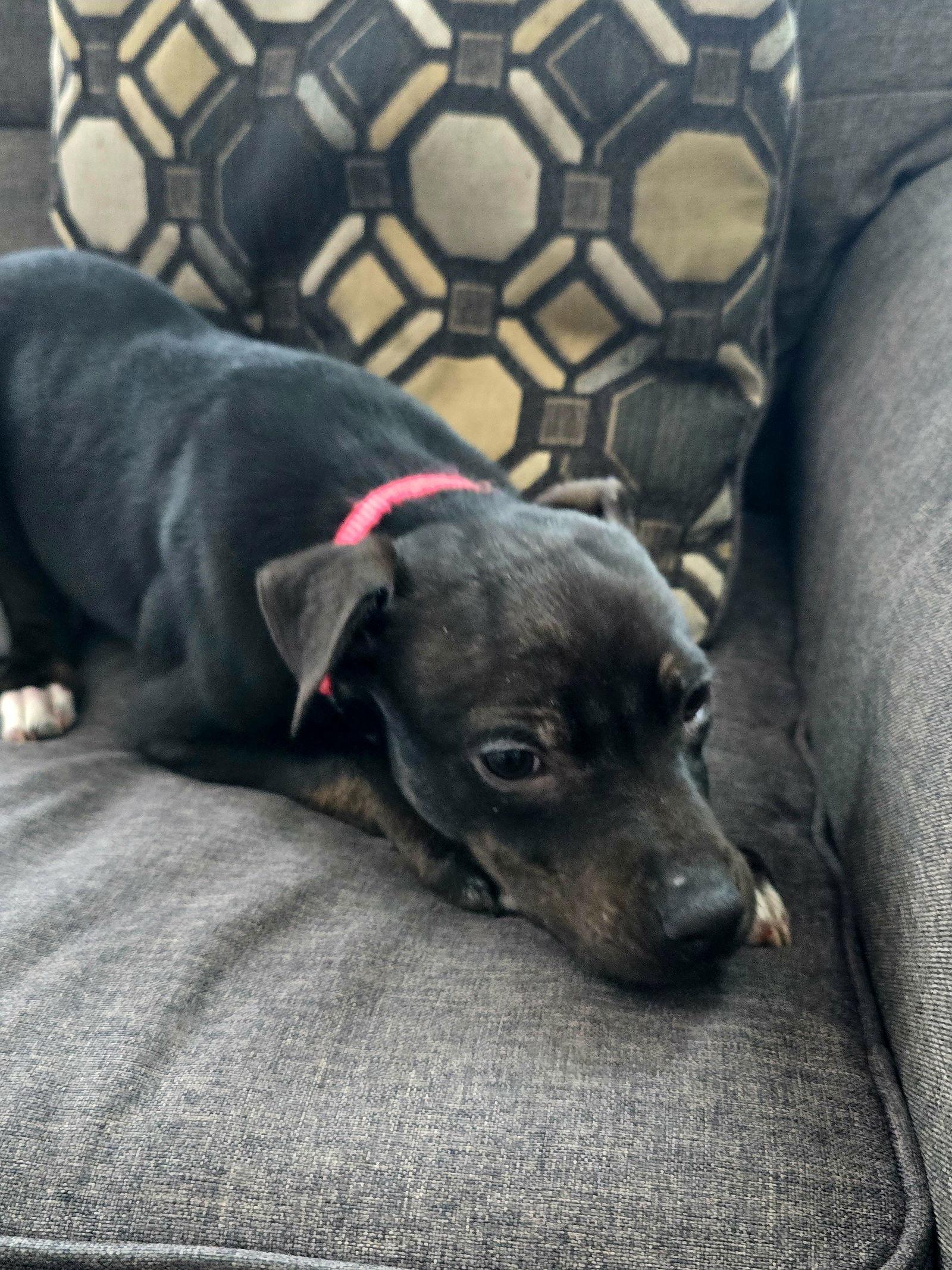 Enlarge Albertus, a Adoptable Pit Bull Terrier in Fargo, ND image 3/3