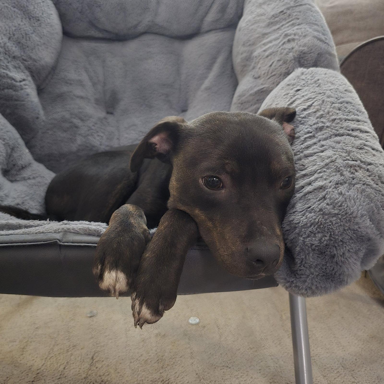 Enlarge Albertus, a Adoptable Pit Bull Terrier in Fargo, ND image 2/3