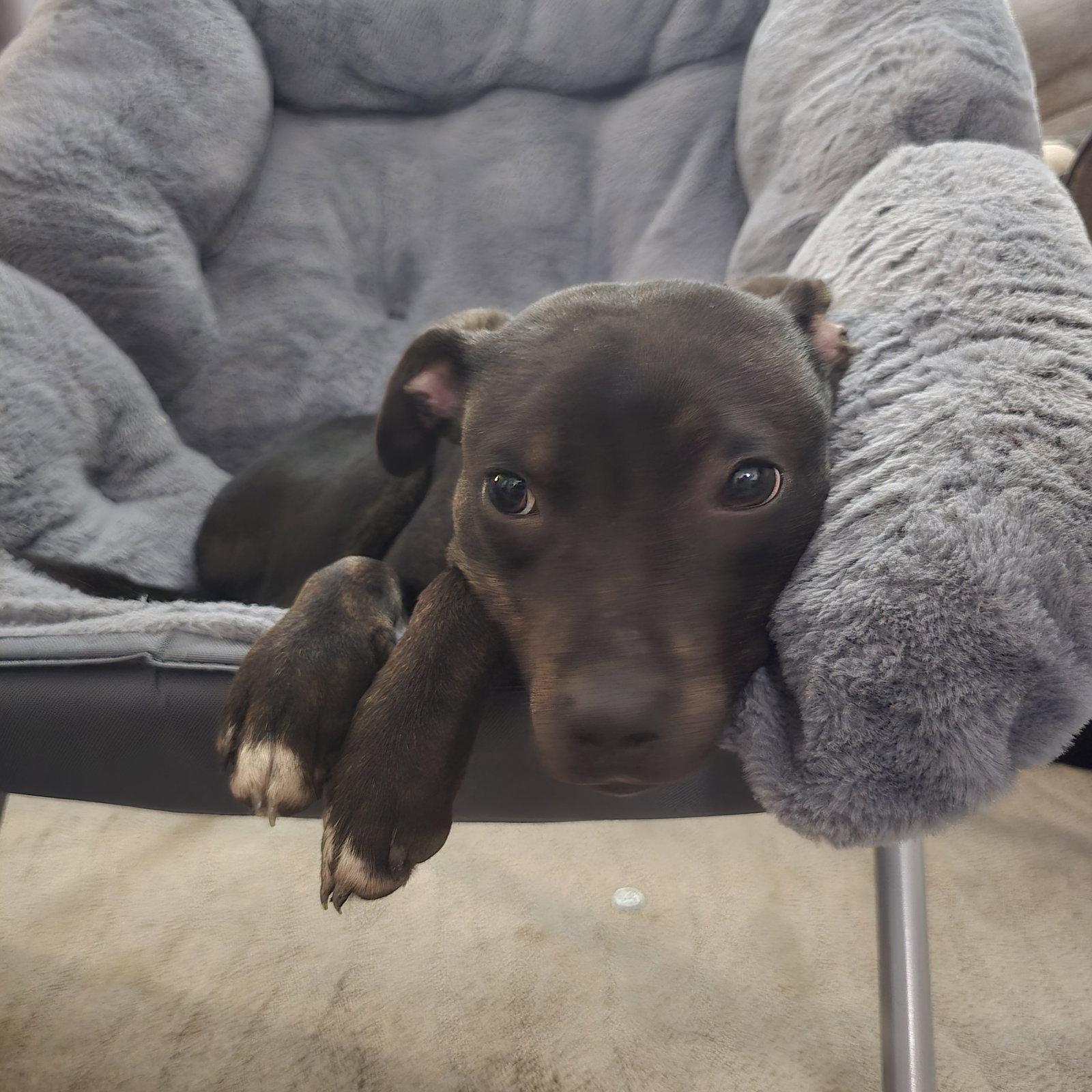 Enlarge Albertus, a Adoptable Pit Bull Terrier in Fargo, ND image 3/3