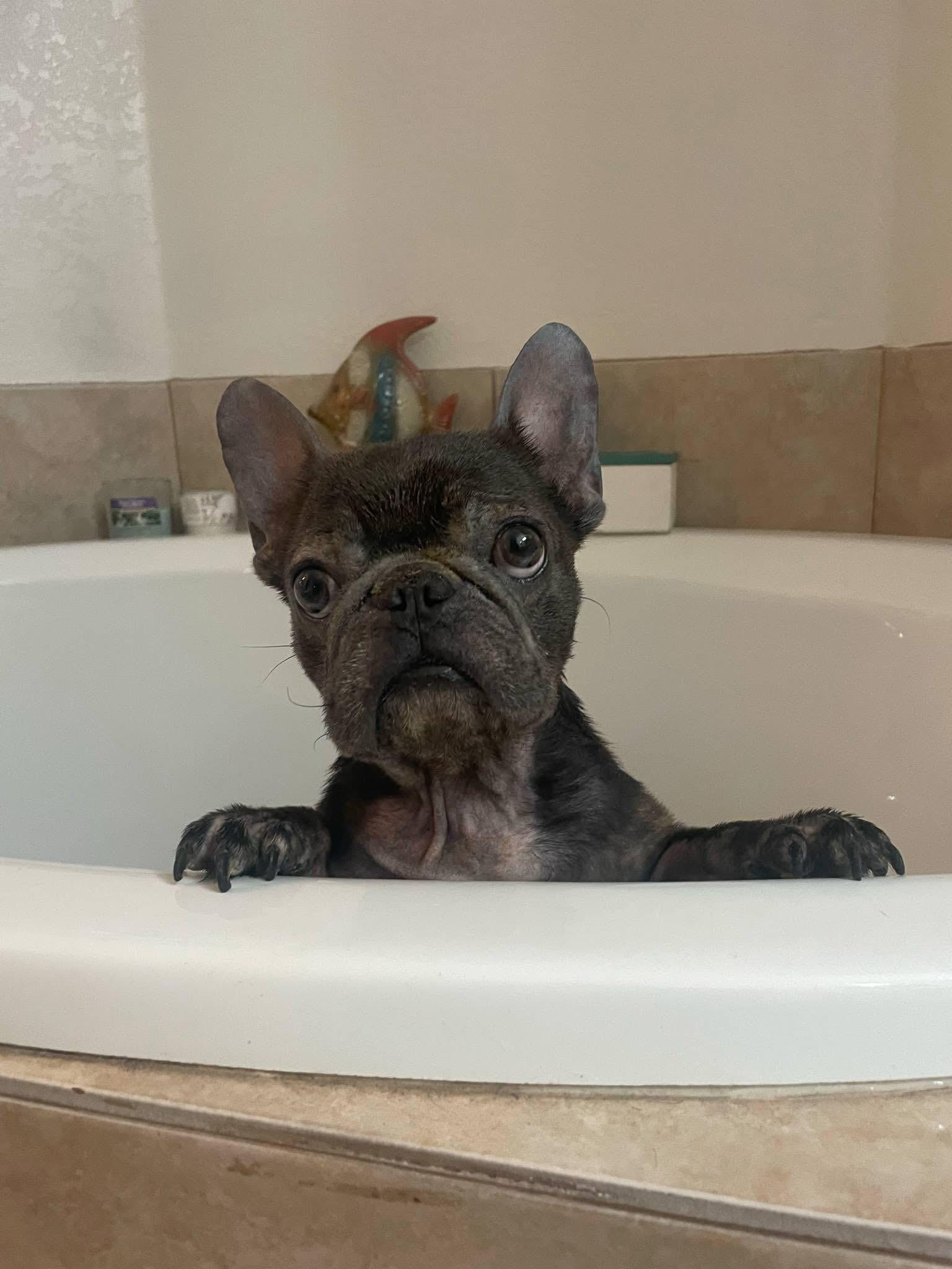 Enlarge Maggie, a Adopted French Bulldog in Palm Coast, FL image 1/3