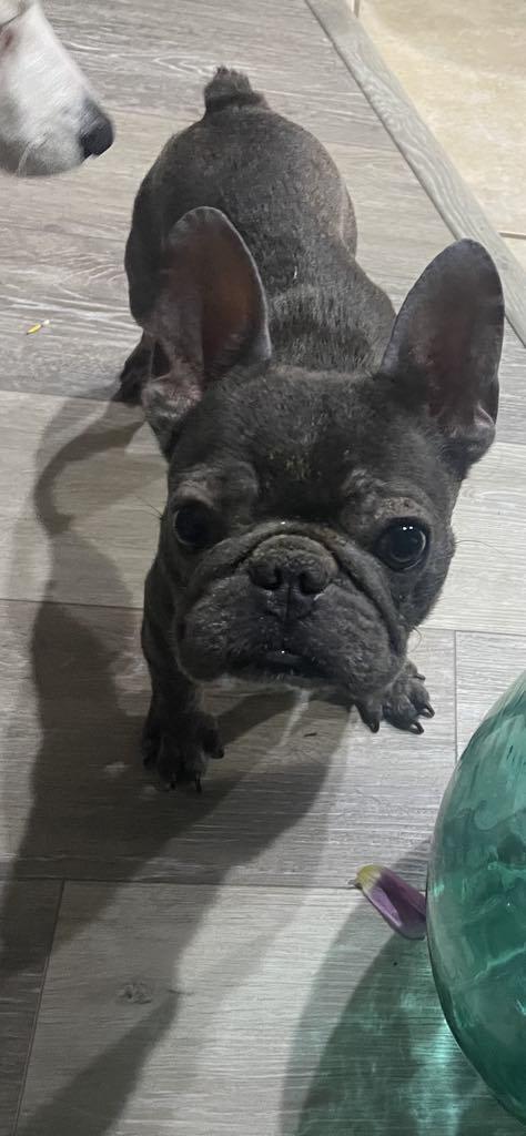 Enlarge Maggie, a Adopted French Bulldog in Palm Coast, FL image 2/3