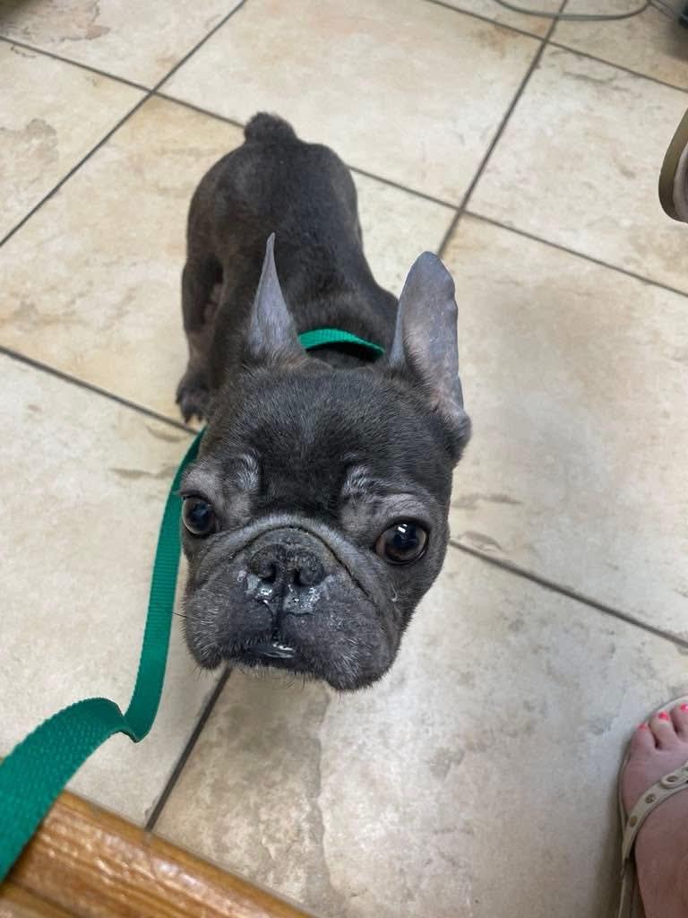 Enlarge Maggie, a Adopted French Bulldog in Palm Coast, FL image 3/3