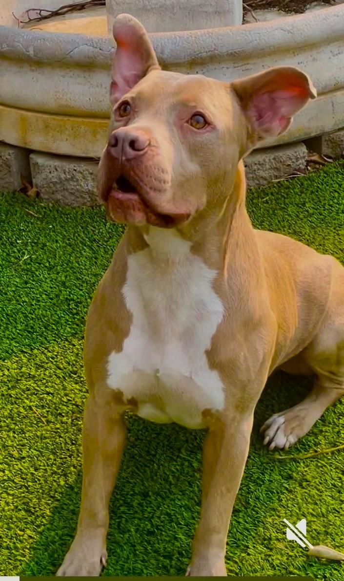 Finn-your next best friend, a Adoptable mixed breed image 2/6