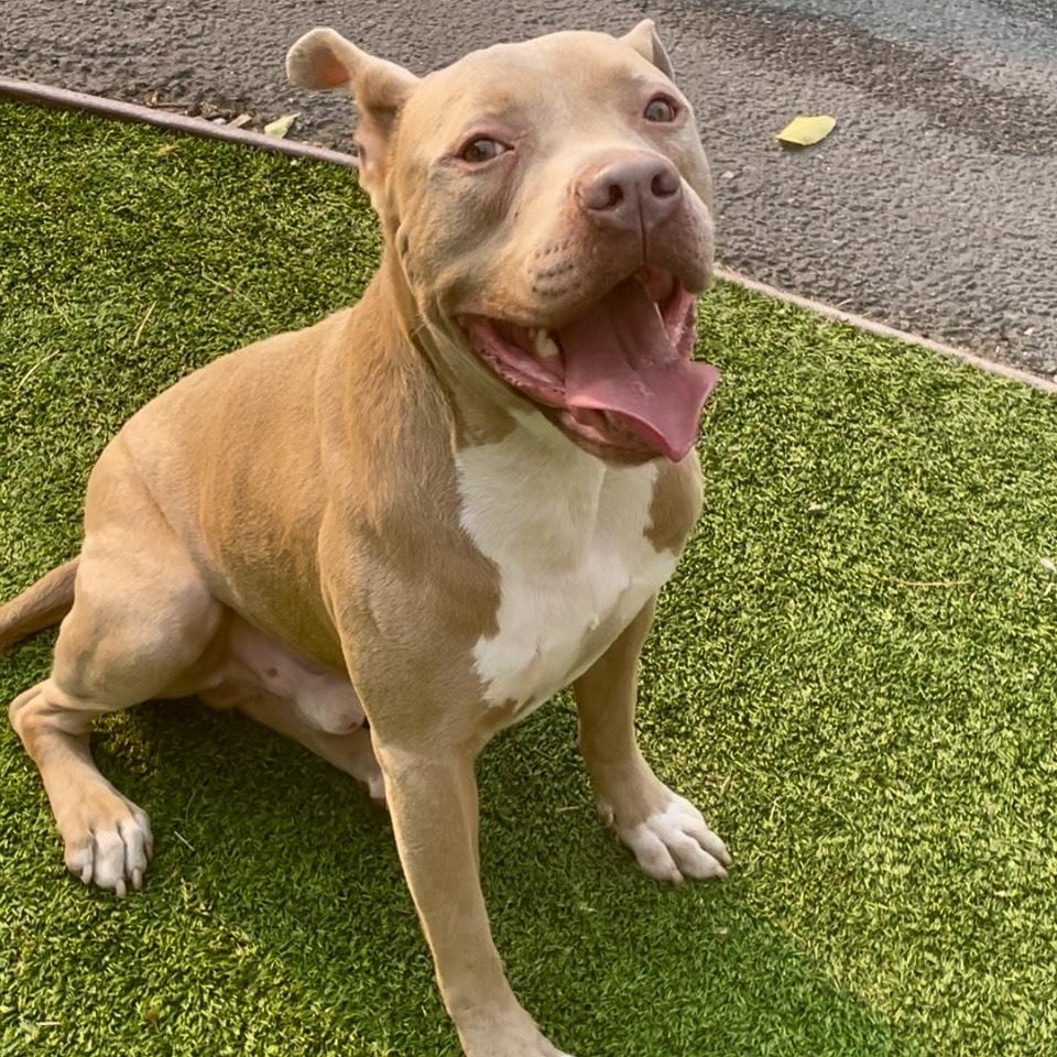 Finn-your next best friend, a Adoptable mixed breed image 3/6