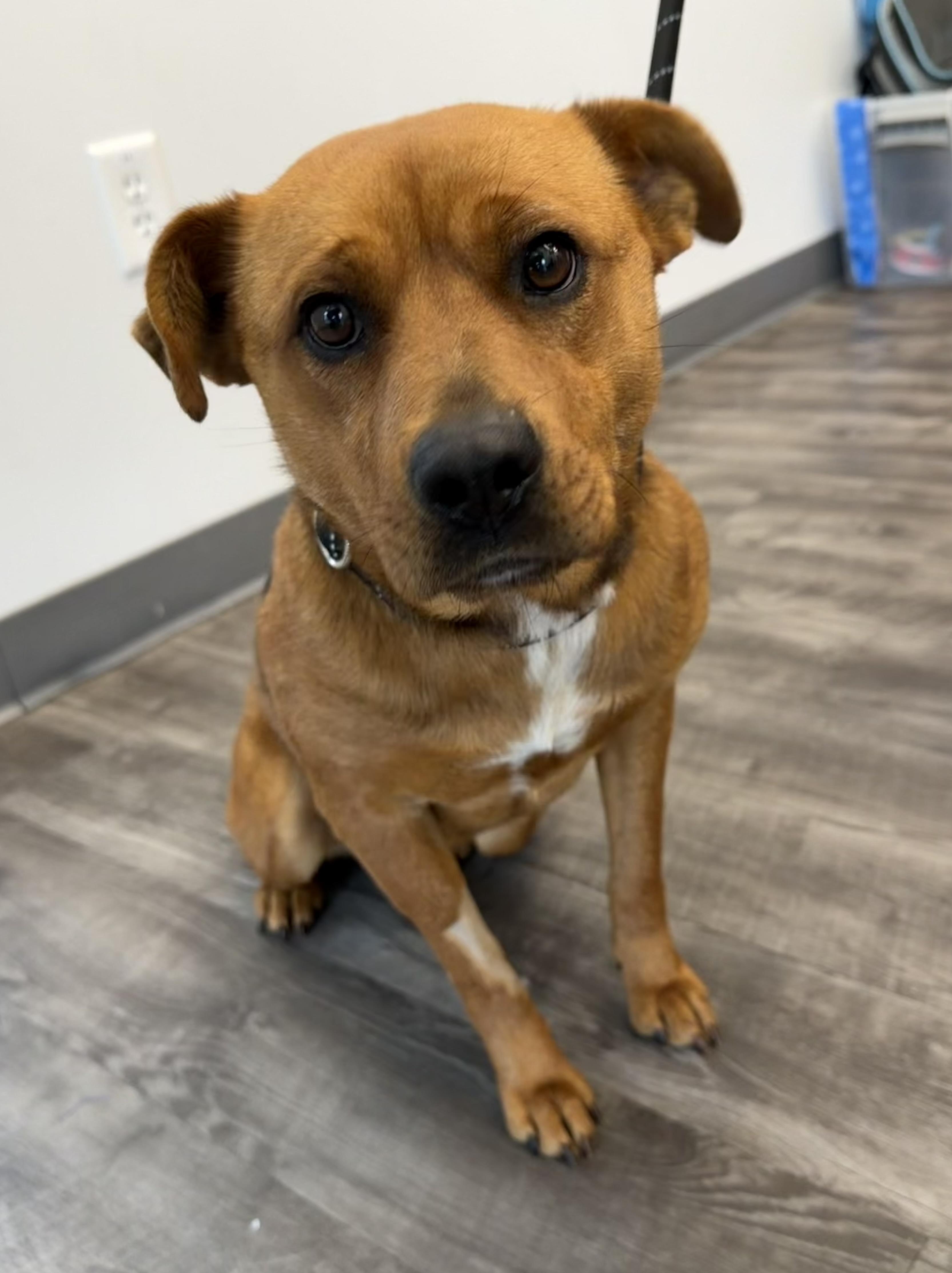 Enlarge Margot, a ADOPTABLE mixed breed in Lancaster, SC image 1/3