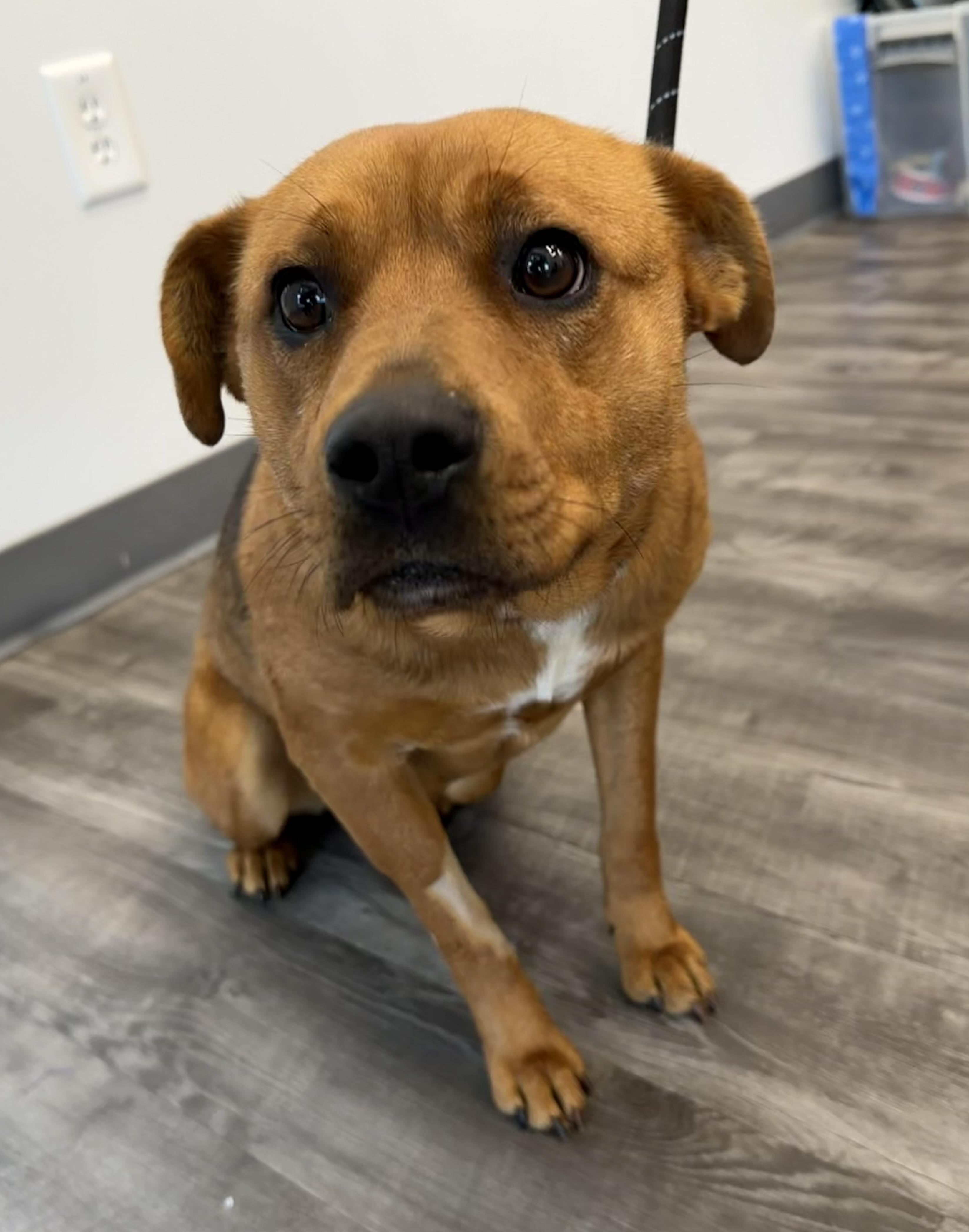 Enlarge Margot, a ADOPTABLE mixed breed in Lancaster, SC image 2/3