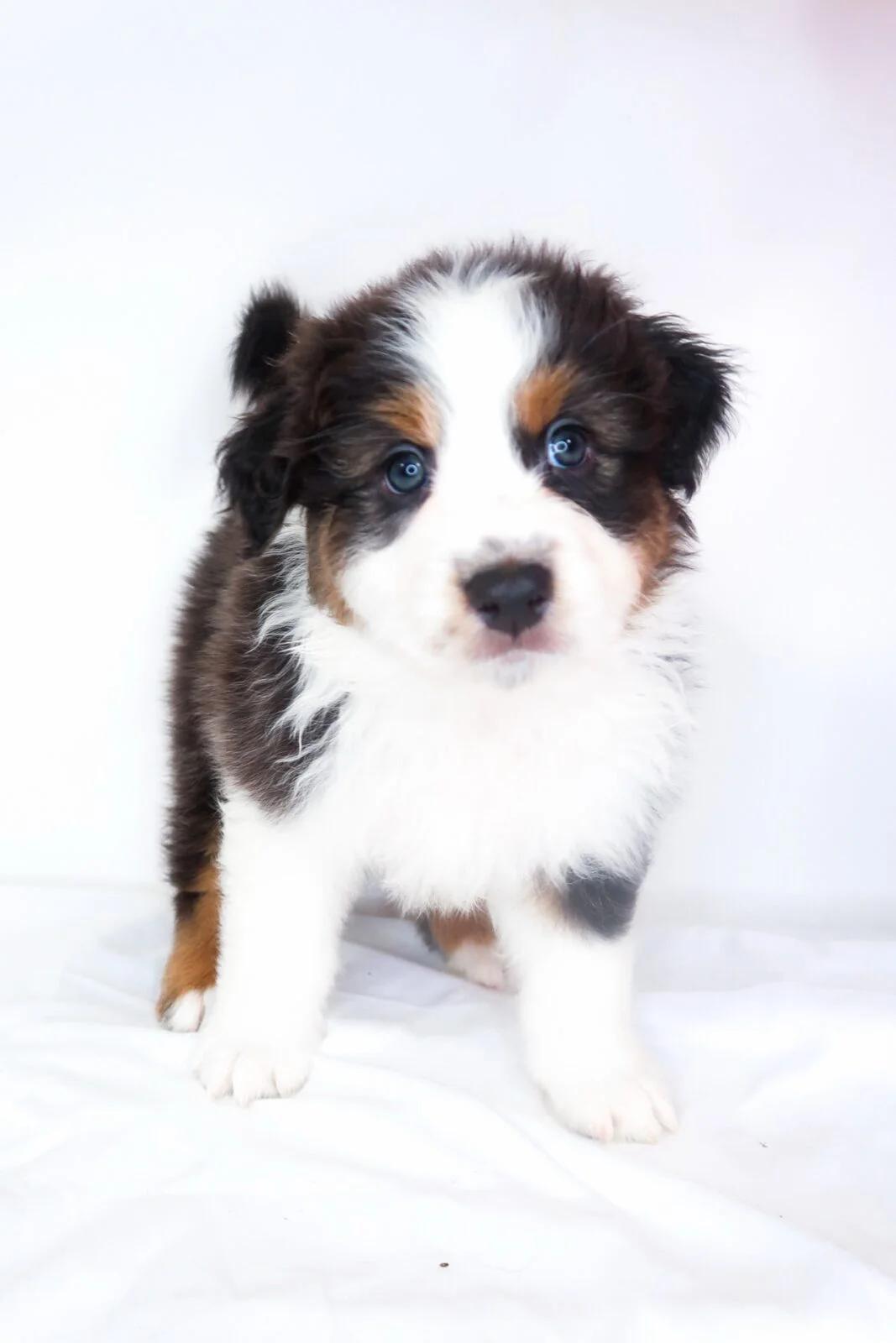 Hampton, adopted, Puppy Male Australian Shepherd.